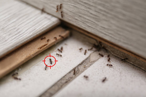 Reliable Hackensack, NJ Pest Control Solutions